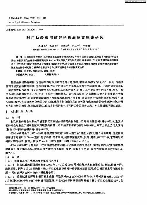 利用幼龄根用砧群抢救濒危古银杏研究
