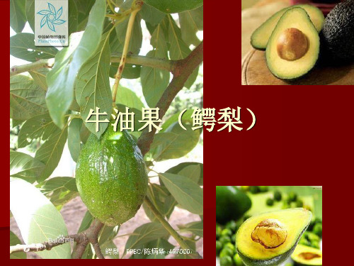 牛油果(鳄梨)
