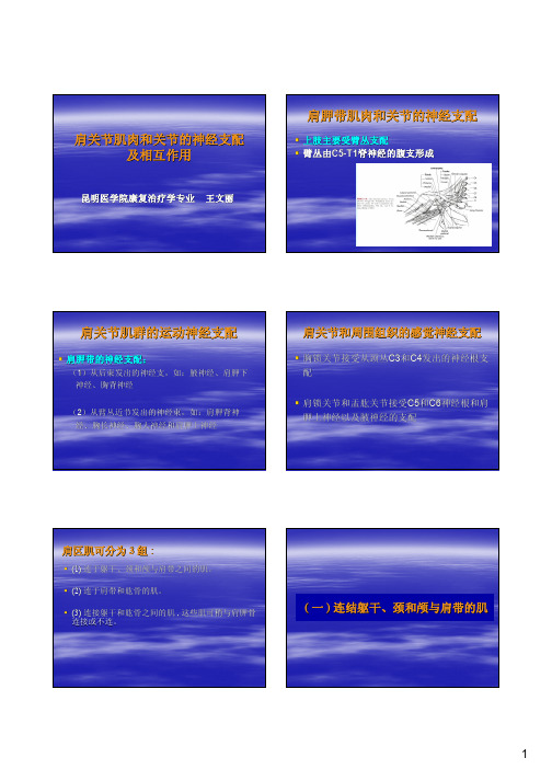 肩关节肌学