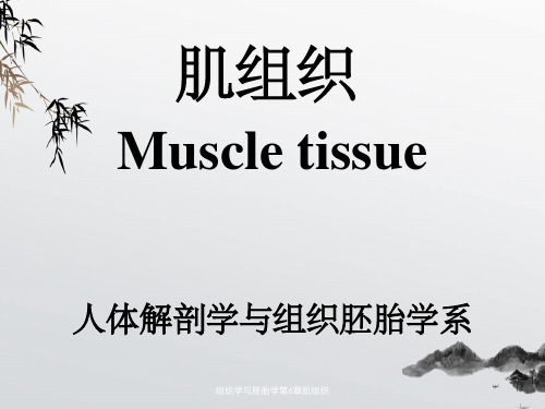 组织学与胚胎学第6章肌组织