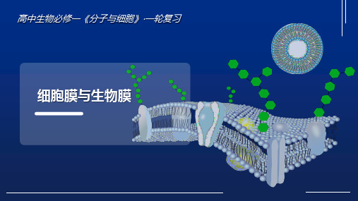 2023届高三生物一轮复习细胞膜与生物膜课件