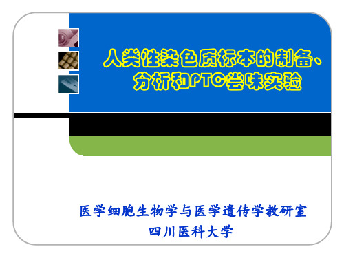 X染色质标本的制备与观察内容步骤西南医科大学
