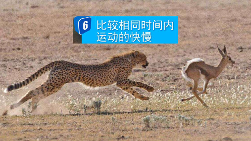 新教科版科学三年级下册6比较相同时间内运动的快慢
