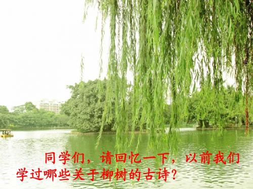 苏教版十一册15青海高原一株柳