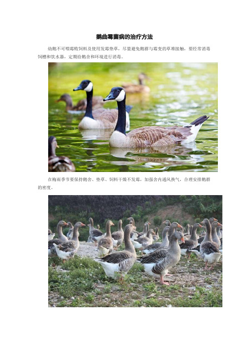 鹅曲霉菌病的治疗方法