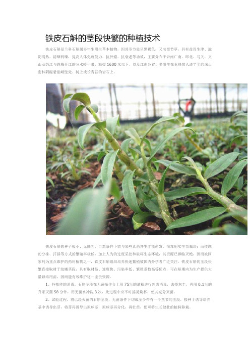 铁皮石斛的茎段快繁的种植技术