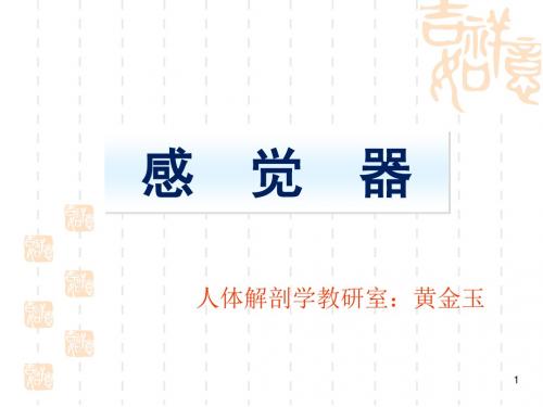 感觉器官--视器