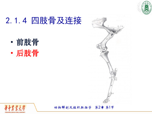 《畜禽解剖学》教学课件：5后肢骨