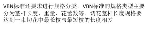 荷兰花卉拍卖协会(VBN)标准(下) 切花出口攻略