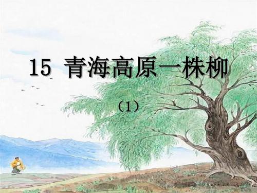 15  青海高原一株柳  课件