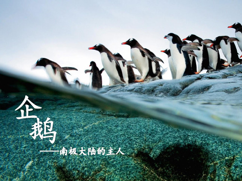 南极大陆的主人-企鹅