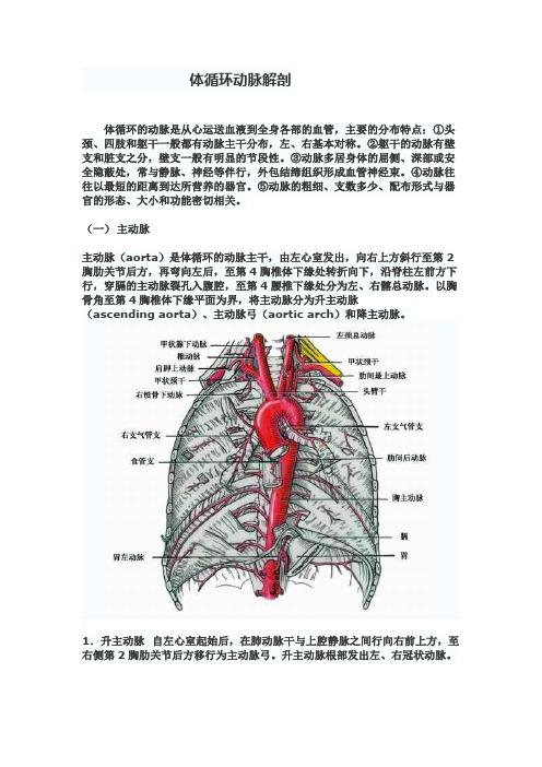 体循环动脉解剖全解
