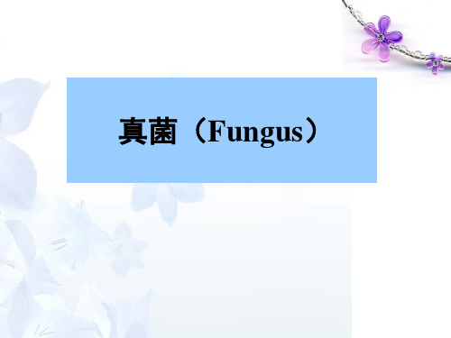 真菌PPT课件