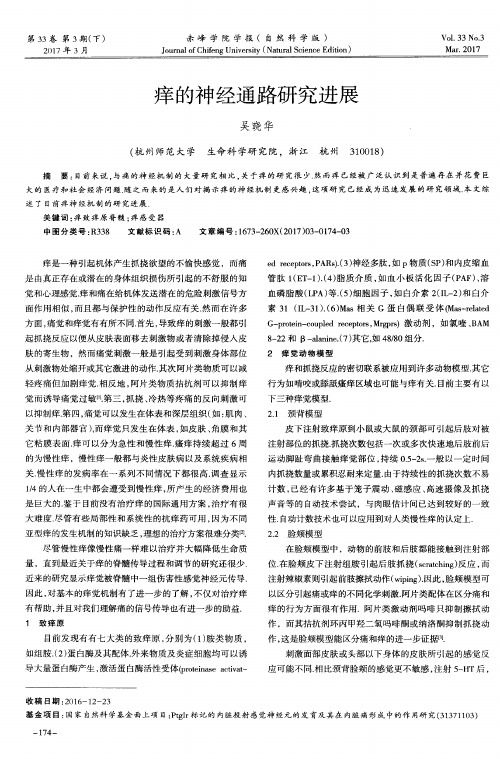 痒的神经通路研究进展