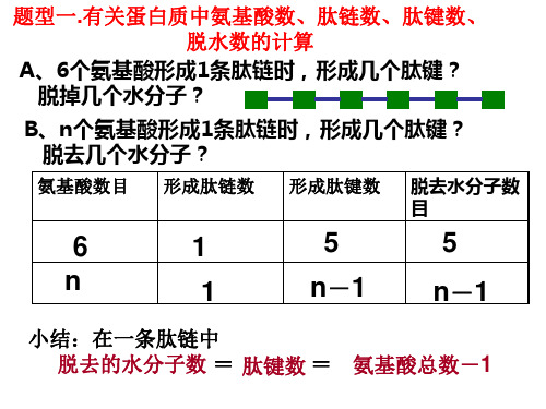 蛋白质计算题