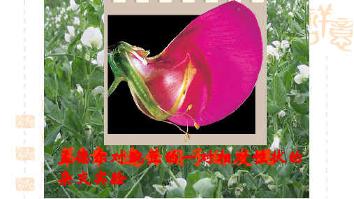 高中生物 孟德尔的豌豆杂交实验课件 