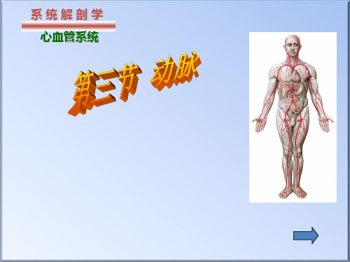 人体解剖学动脉课件