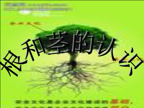 植物的根和茎
