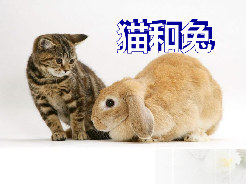 《猫和兔》PPT课件【优秀课件PPT】