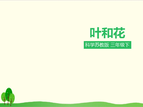 苏教版科学《叶和花》教学课件1