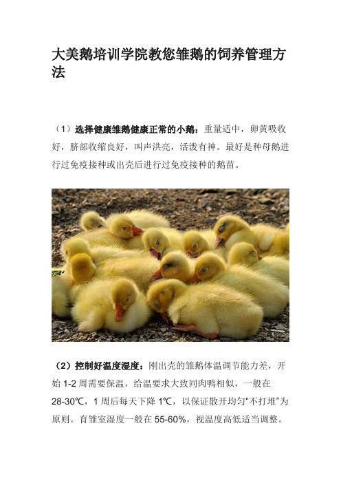 大美鹅培训学院教您雏鹅的饲养管理方法