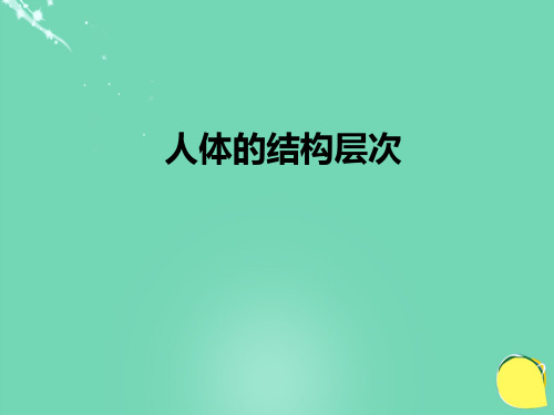 七年级生物上册 第一单元 第二章 第三节 多细胞生物体的结构层次 人体的结构层次课件 (新版)济南版