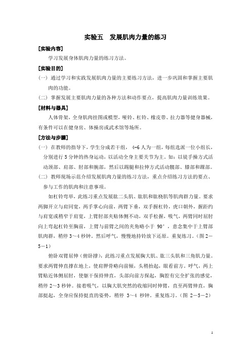 实人体解剖学   验五 发展肌肉力量的练习