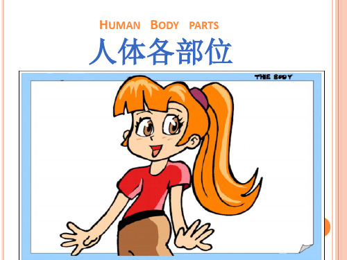 Human Body Parts 人体各部位介绍