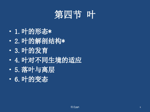 《营养器官叶》PPT课件