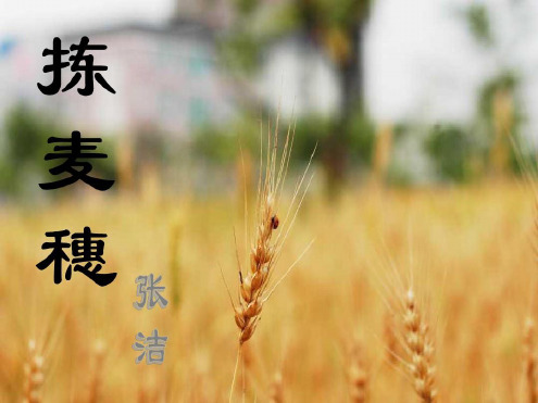 (完整版)《拣麦穗》PPT课件