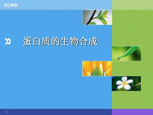 高中生物奥赛蛋白质的合成(共204张PPT)