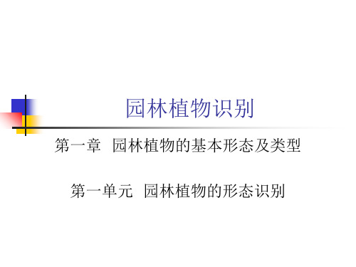 园林植物的形态识别PPT课件