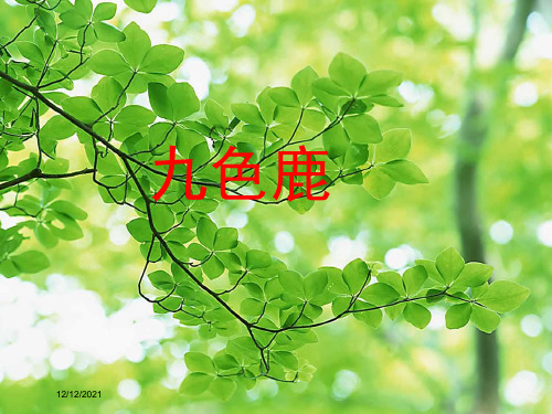 五年级语文上册 第四单元 18《九色鹿》名优课件 小学五年级上册语文课件