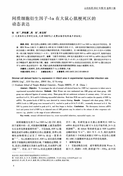 间质细胞衍生因子-1α在大鼠心肌梗死区的动态表达