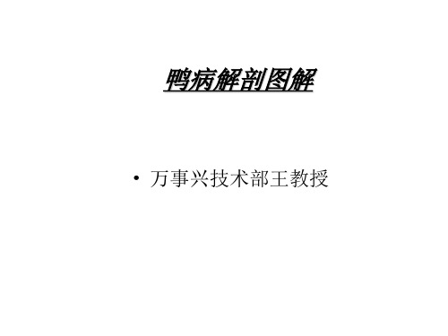 鸭病治疗图解