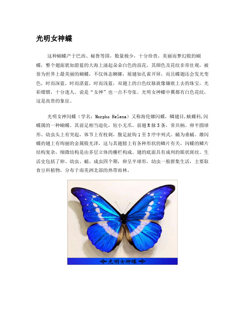 光明女神蝶