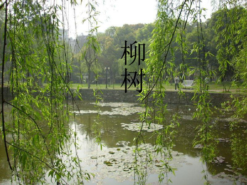 三年级上册语文课件 - 11《柳笛和榆钱》 冀教版