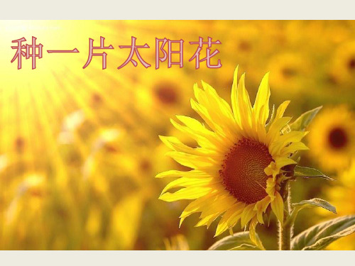 北师大版四年级语文下册《3 花-种一片太阳花》课件
