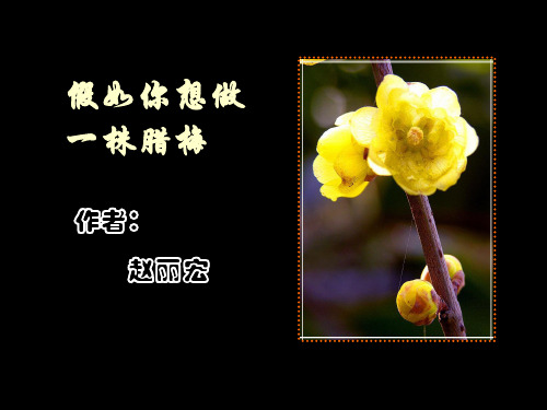 语文课件—— 假如你想做一株腊梅