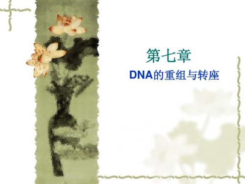 第七章 DNA重组与转座