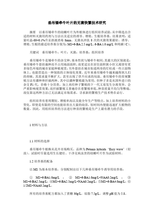 垂吊矮牵牛叶片的无菌快繁技术研究
