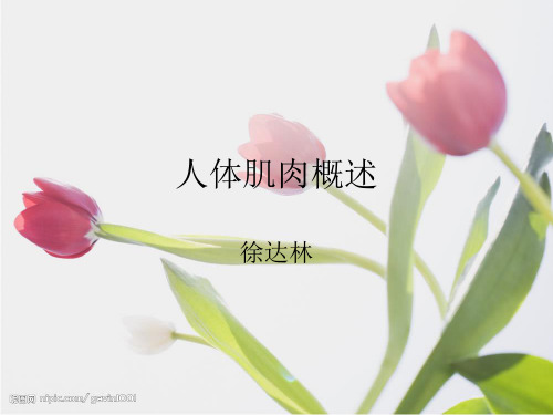 人体肌肉概述