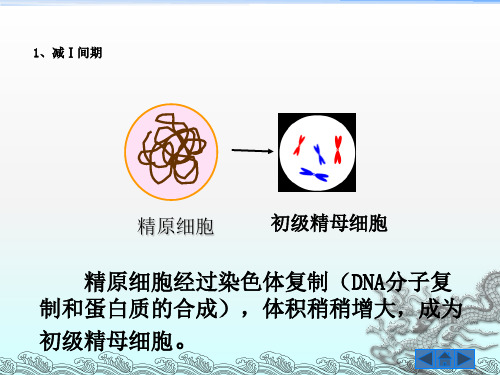 高中生物减数分裂与有丝分裂课件新人教版必修