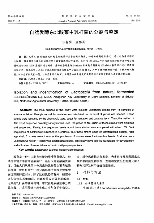 自然发酵东北酸菜中乳杆菌的分离与鉴定