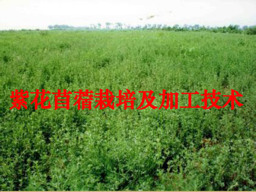 紫花苜蓿栽培技术