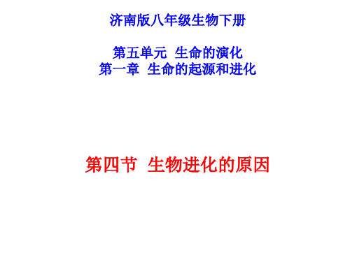 济南版八年级生物下册 生物进化的原因