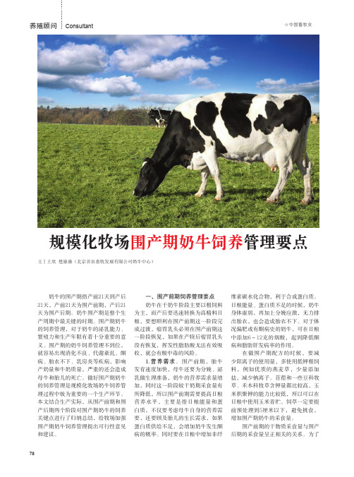 规模化牧场围产期奶牛饲养管理要点