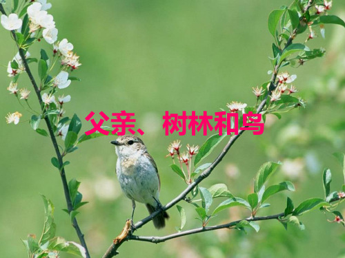部编版三年级上册语文课件- 父亲,树林和鸟∣ppt上课用