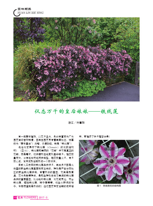 仪态万千的皇后娘娘———铁线莲