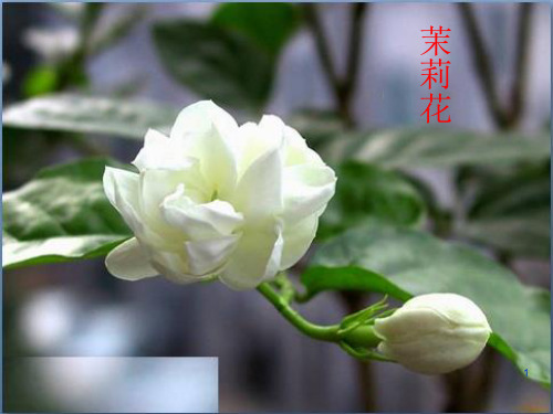 湖南文艺出版社小学四年级音乐上册(简谱)：茉莉花